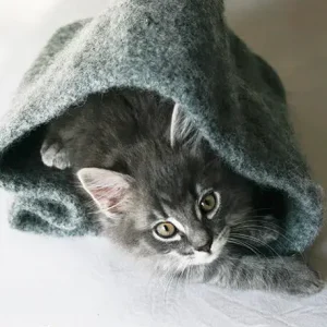 0-1505 Kitty Hideout by DROPS Design Reapris